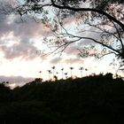 der Baum und die Wolke