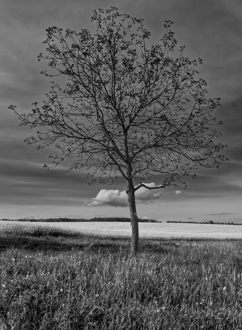 Der Baum und die Wolke