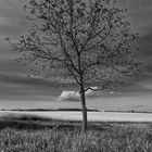 Der Baum und die Wolke