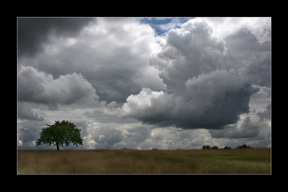 Der Baum und die Wolke