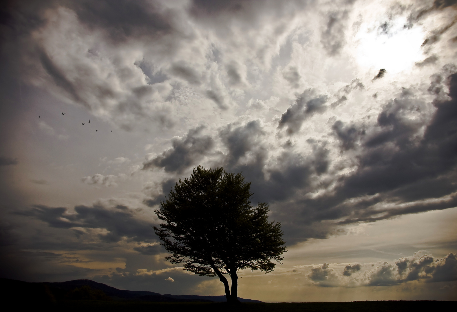 Der Baum und die Wolken