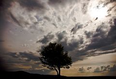 Der Baum und die Wolken