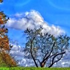 "Der Baum und die Wolken"