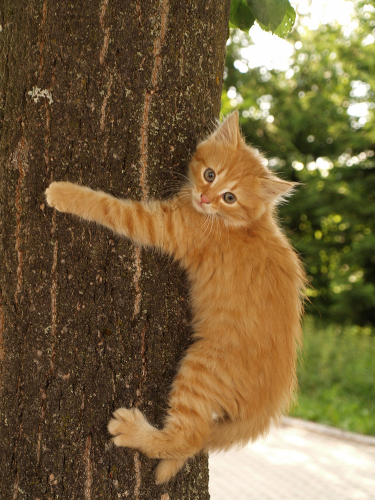 Der Baum und Ich