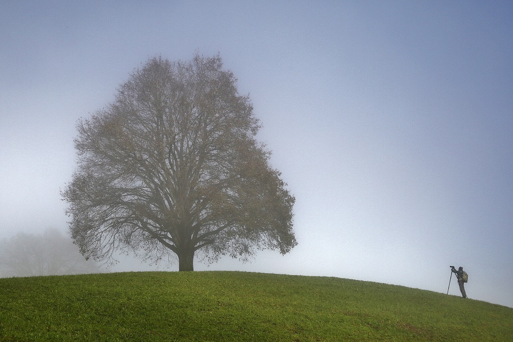 der Baum und sein Fotograf