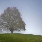 der Baum und sein Fotograf