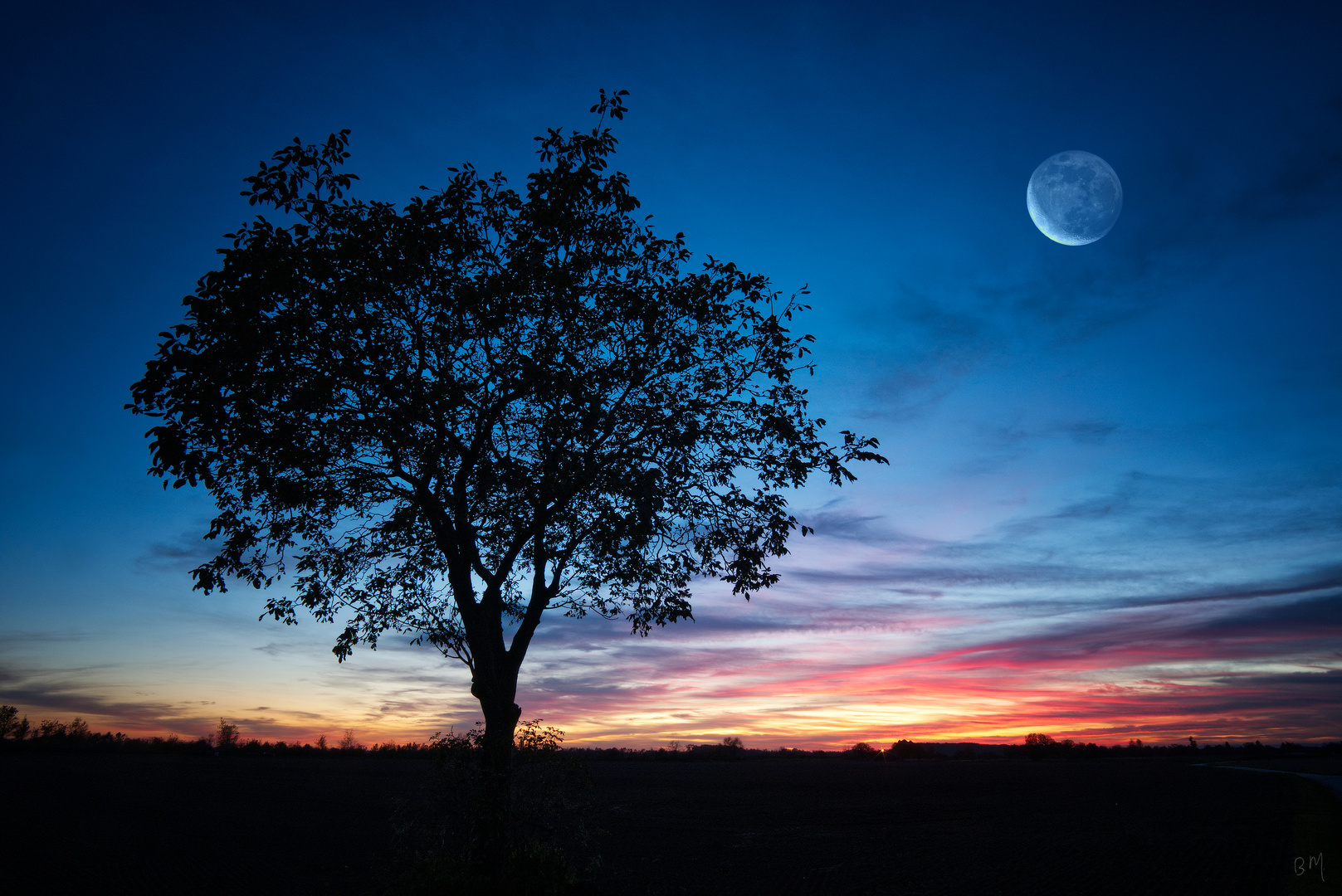 Der Baum und sein großer Freund