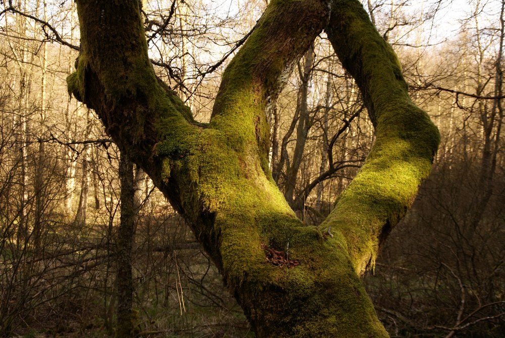 Der Baum und sein Mantel