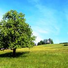 Der Baum und sein Schatten