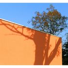 Der Baum und (s)ein Schatten