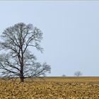 Der Baum und seine Bäumchen