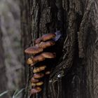 Der Baum und seine Freunde 