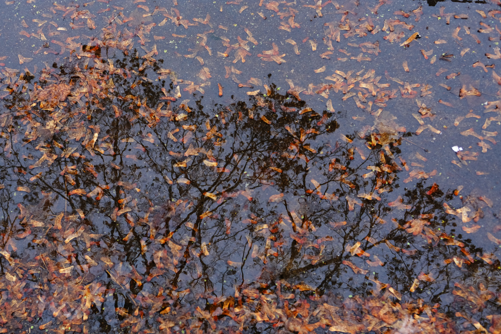 Der Baum und seine Kinder