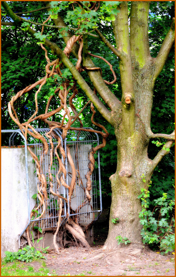 der Baum und seine Luftwurzeln