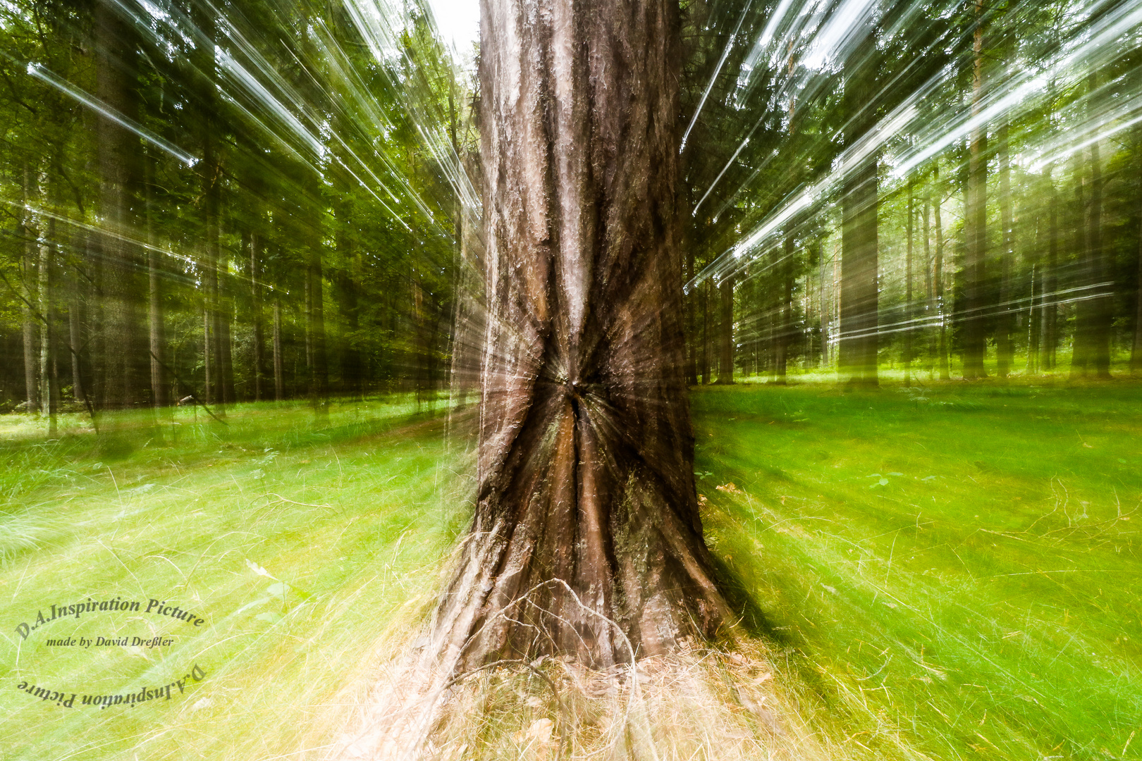 Der Baum und seine Umgebung