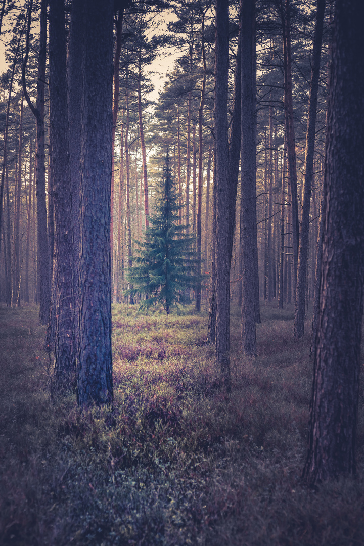 der Baum unter Bäumen