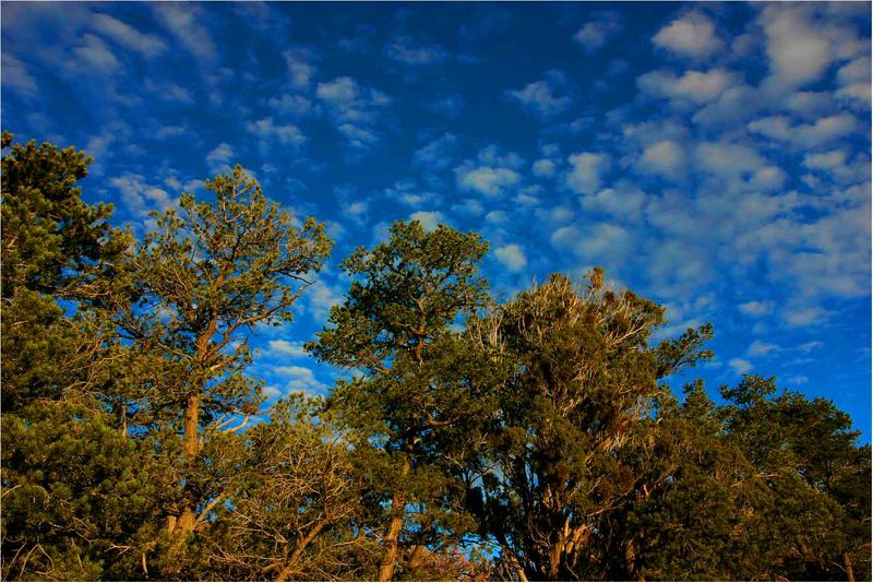 Der Baum unter'm Himmel