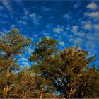 Der Baum unter'm Himmel