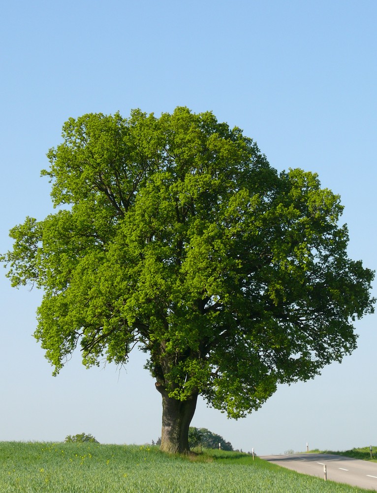 Der Baum VI Foto & Bild | deutschland, europe, bayern Bilder auf ...
