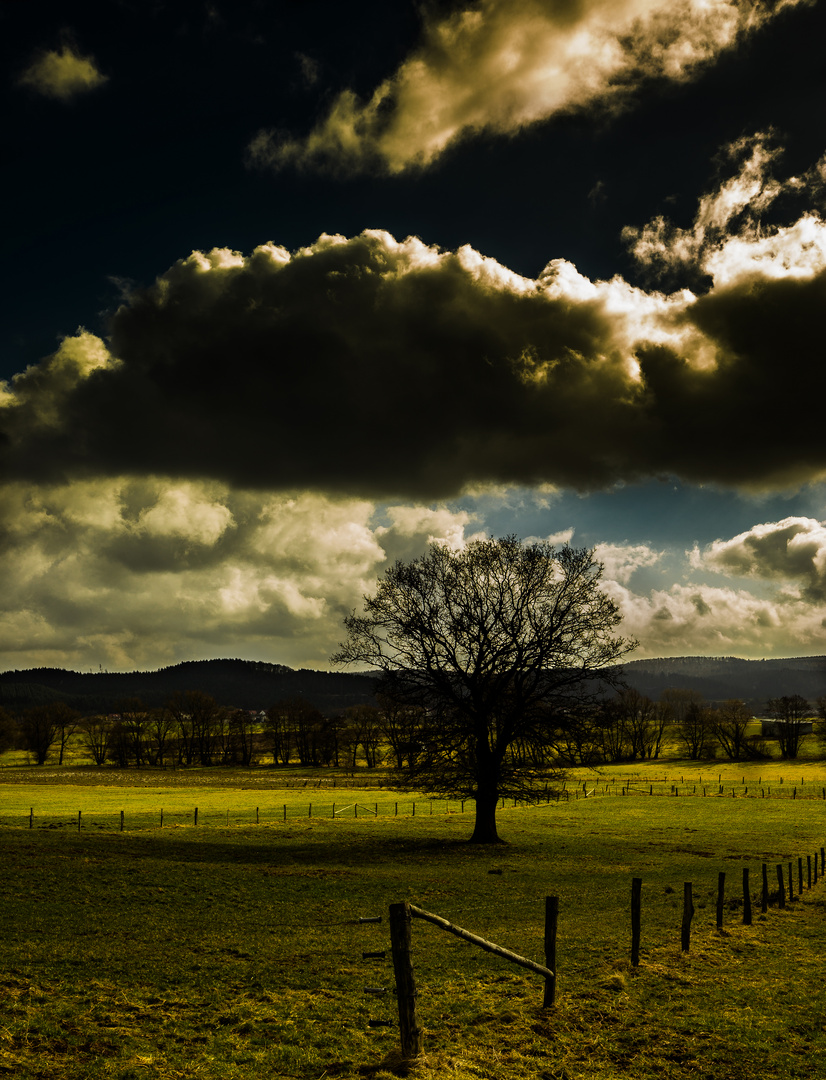 Der Baum-Vol2