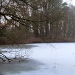 der Baum vom Windbruch ...