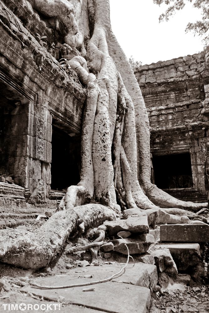 der Baum von Angkor Wat