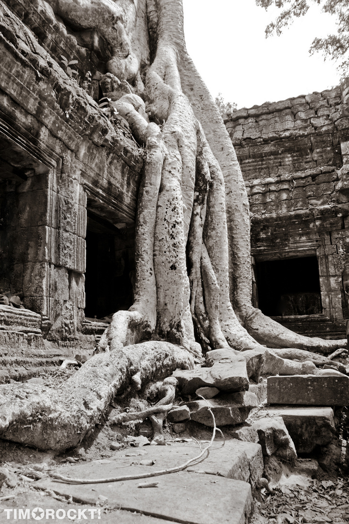 der Baum von Angkor Wat