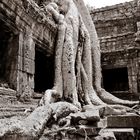 der Baum von Angkor Wat