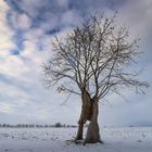 Der Baum von Hakenberg/ Brandenburg