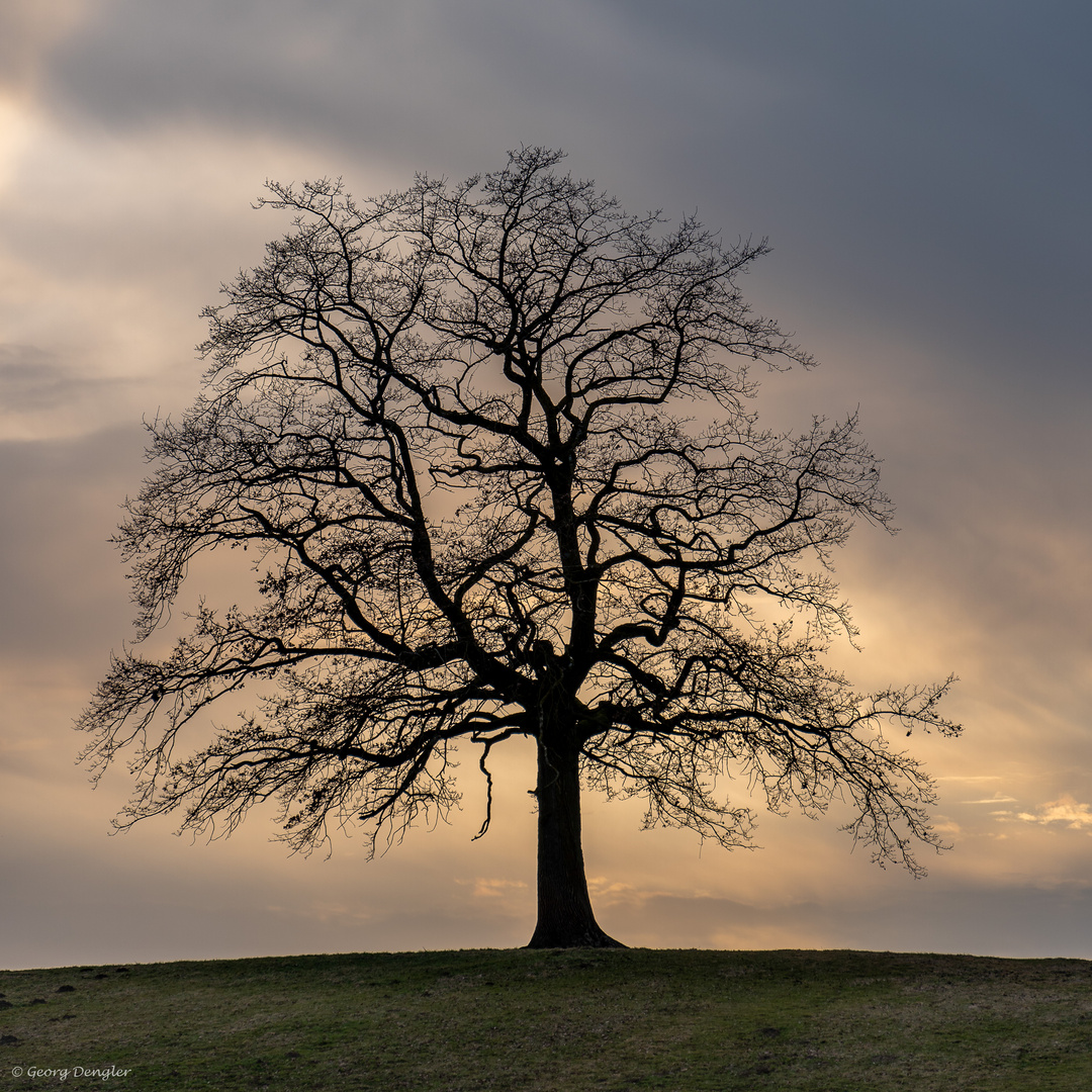 Der Baum von Münsing...