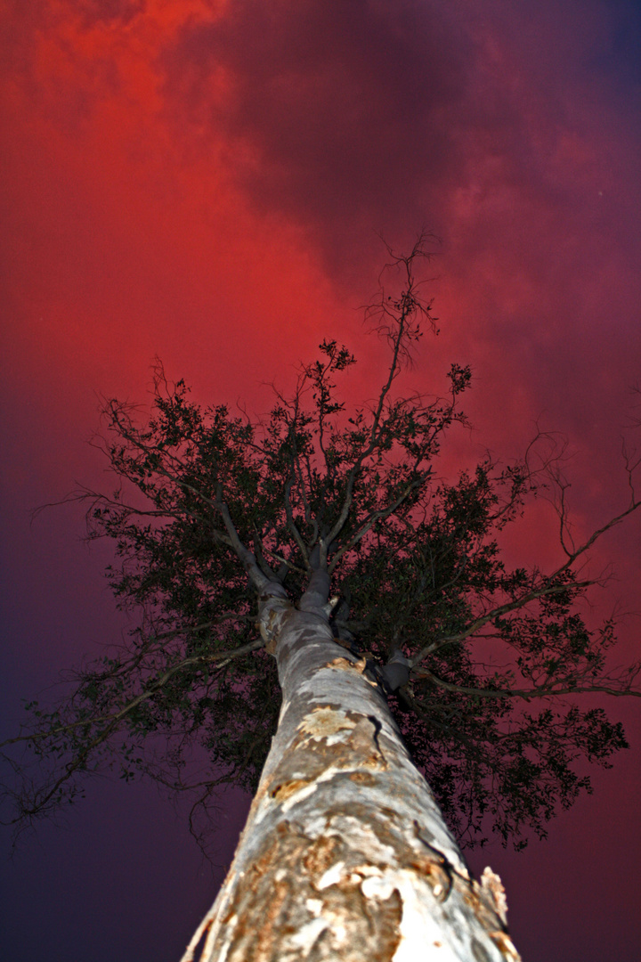 Der Baum von unten während der Abenddämmerung