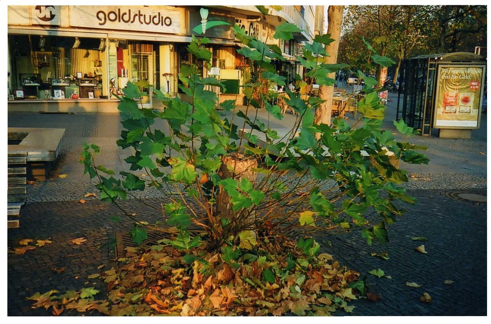 Der Baum von Welt trägt "oben ohne"