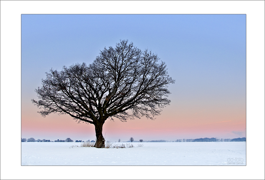 Der Baum von Westick #2