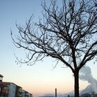 Der Baum vor dem Gipfel - In wörgl