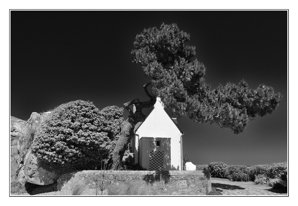 Der Baum vor dem Haus am Meer