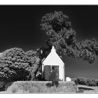 Der Baum vor dem Haus am Meer