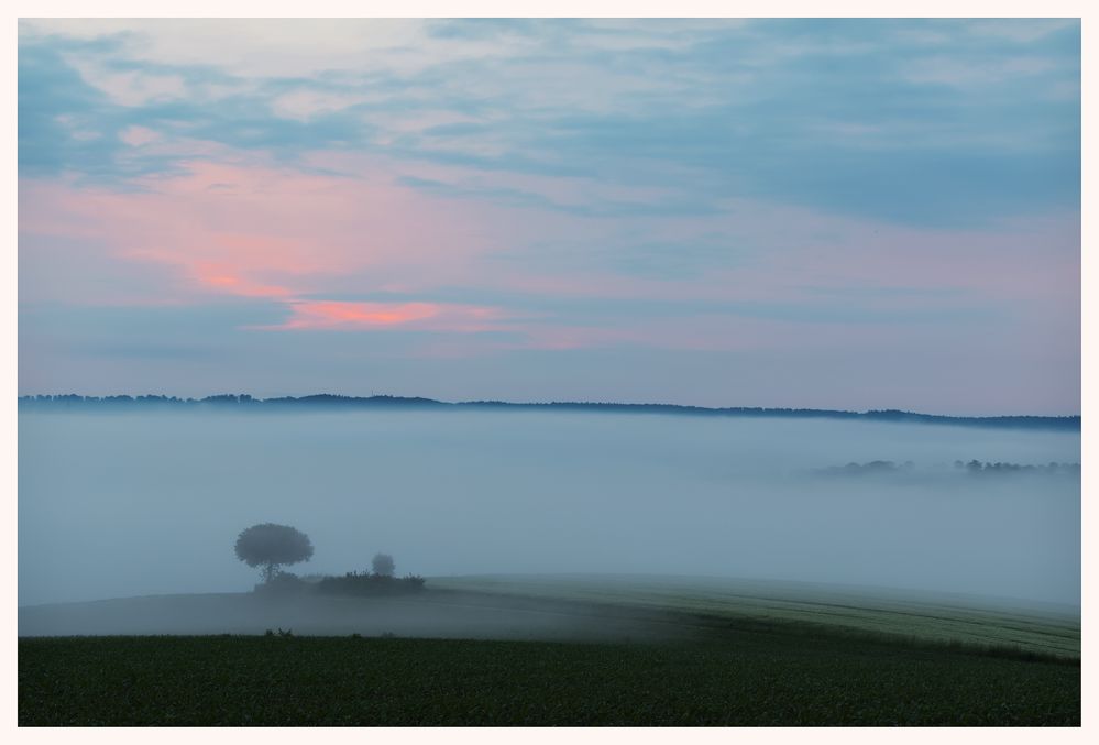 Der Baum vor dem Nebel