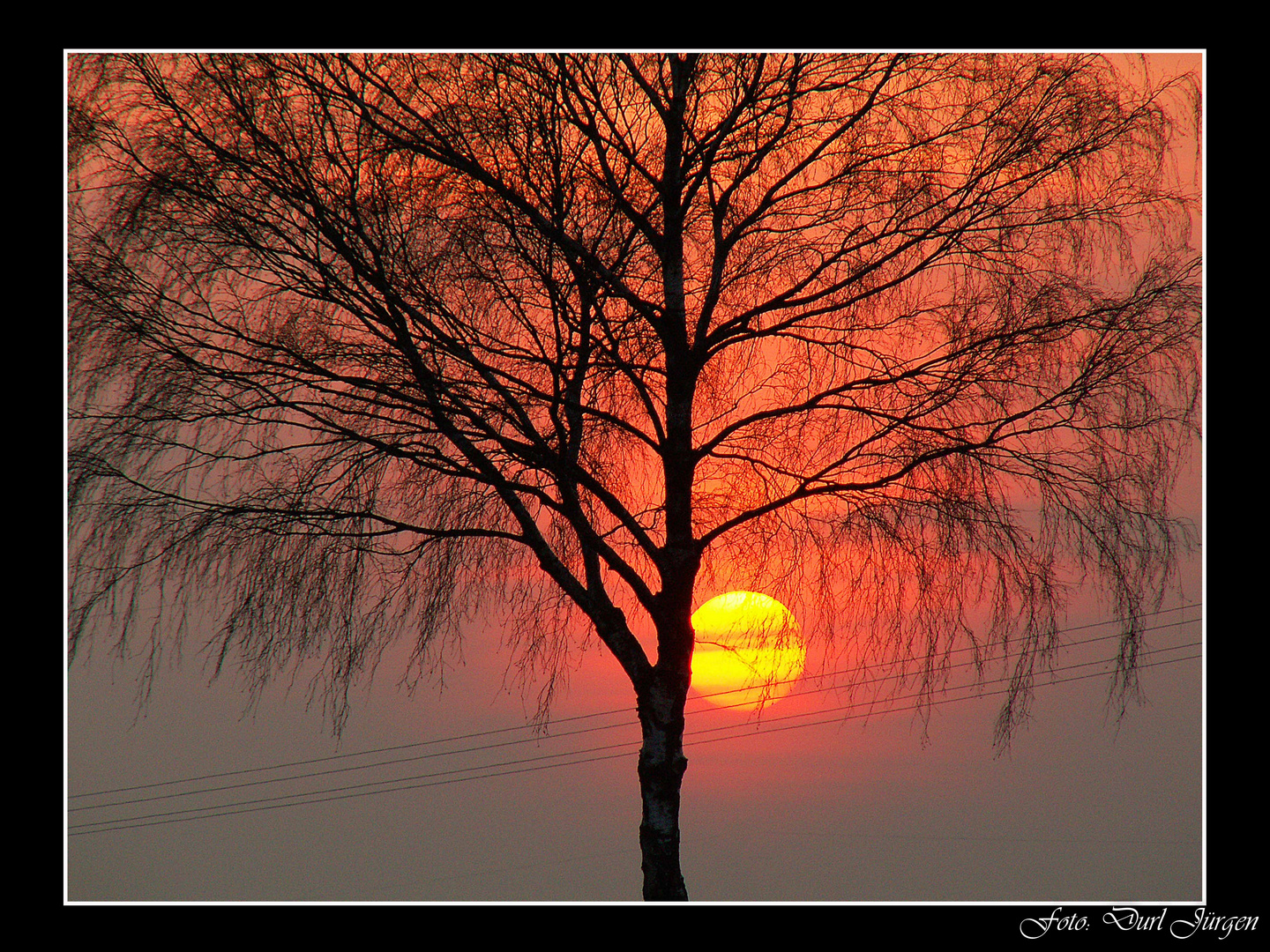 Der Baum vor der Sonne