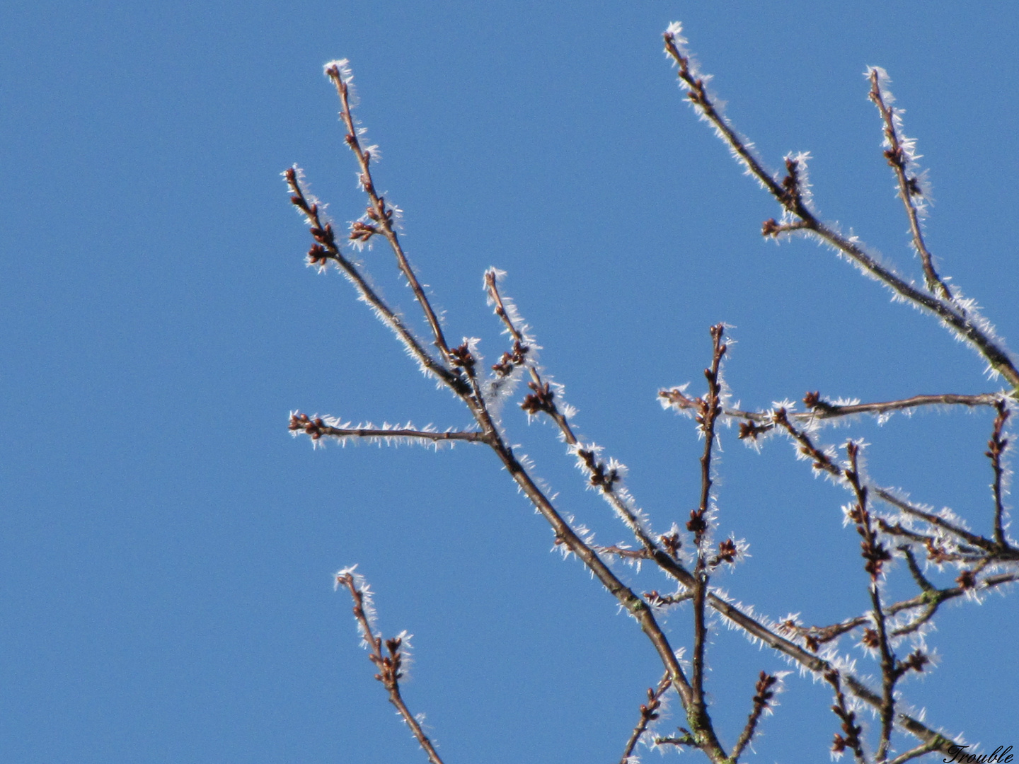 Der Baum vor meinem Haus