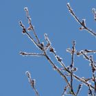 Der Baum vor meinem Haus