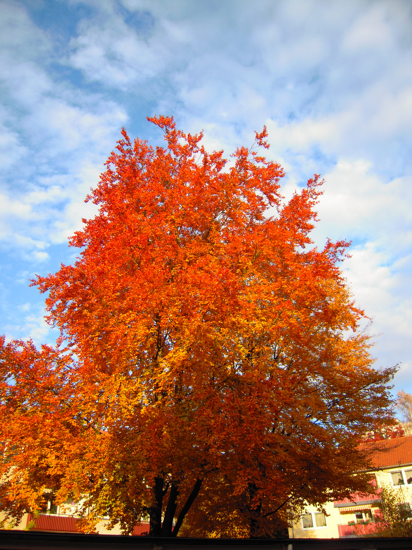 Der Baum vor meinem Küchenfester