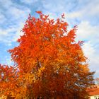 Der Baum vor meinem Küchenfester