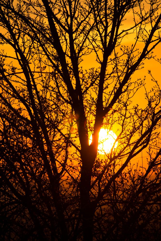 Der Baum vorm Sonnenuntergang