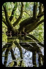 Der Baum wächst aus dem Wasser