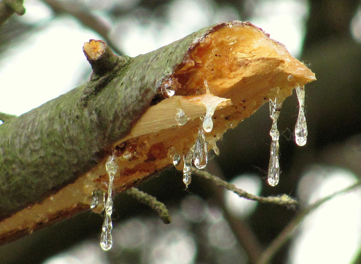 der Baum weint