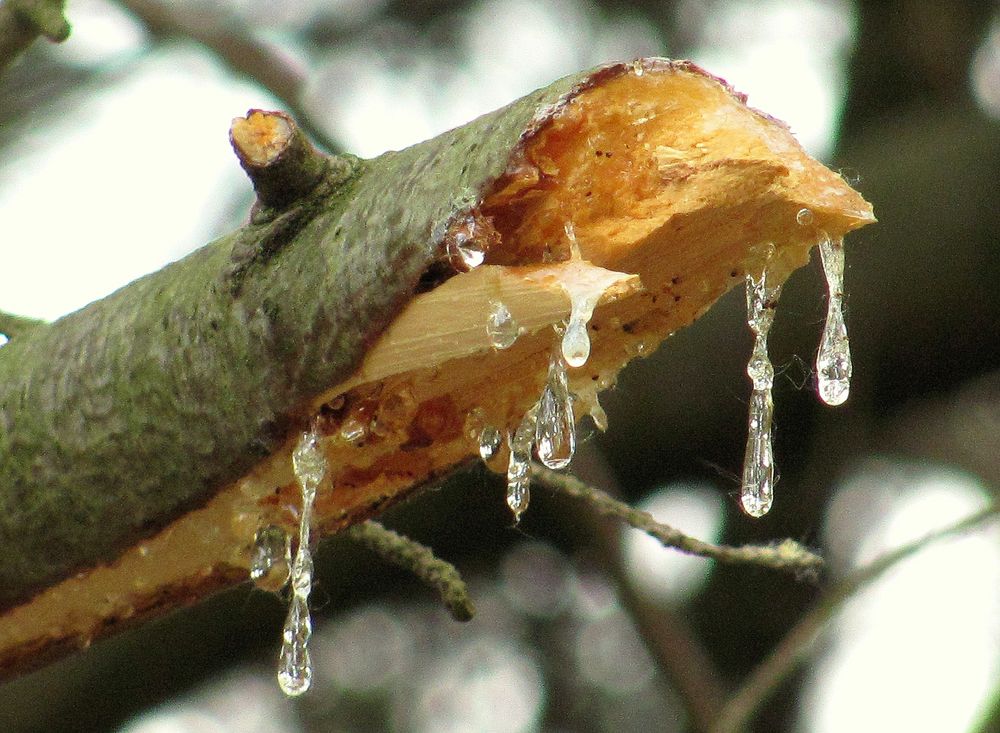 der Baum weint