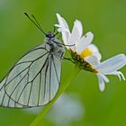 Der Baum-Weißling (Aporia crataegi) - Le Gazé.