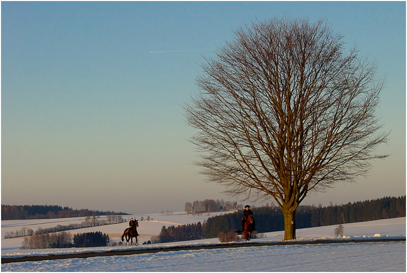 Der Baum weist uns den Weg