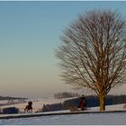 Der Baum weist uns den Weg