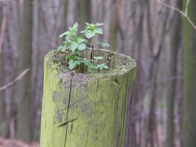 Der Baum will leben!